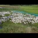 Enten, gestern hatten wir noch eine gegessen